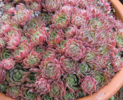 Sempervivum 'Greyfriars'